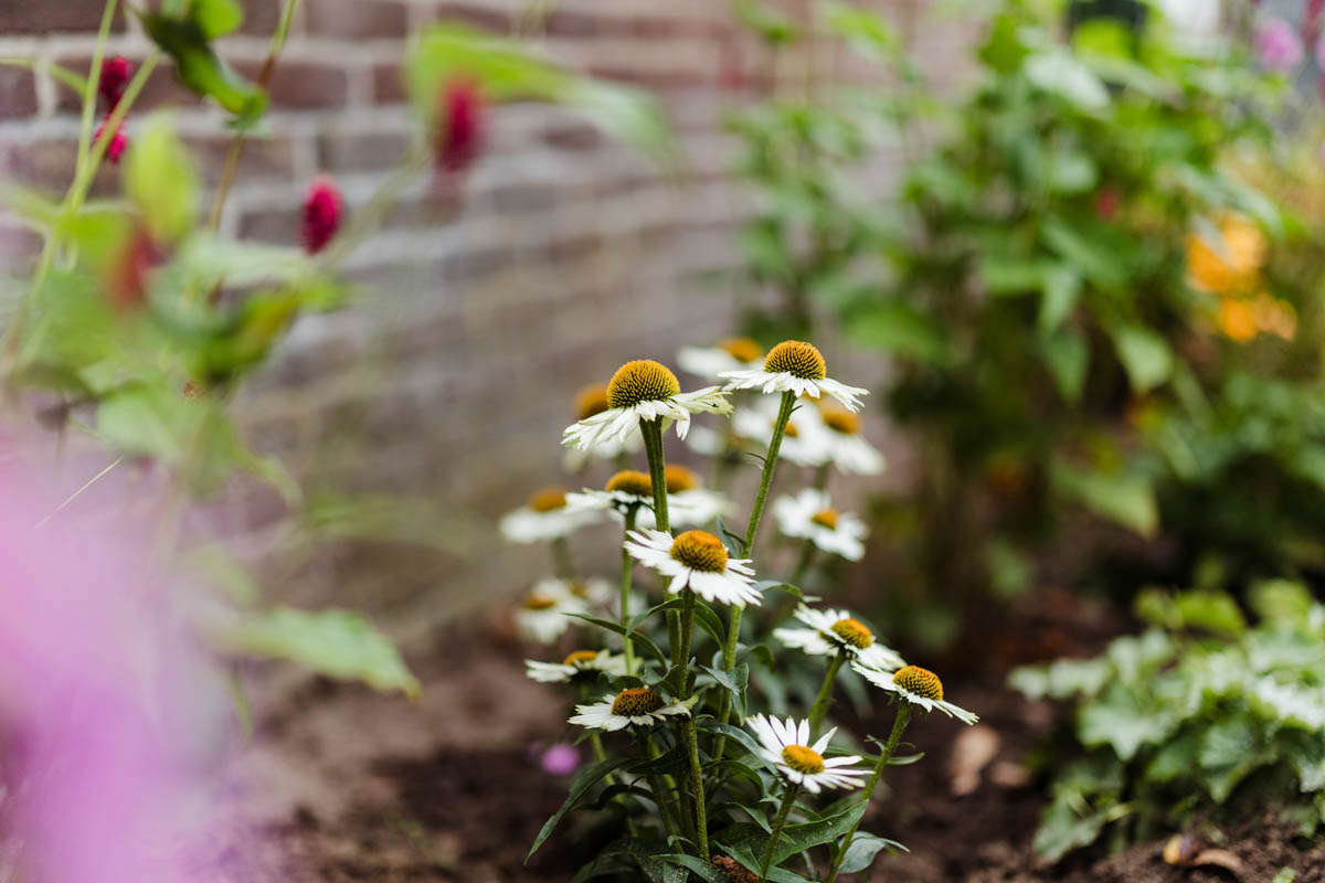 Omgeving van Oxe7 vergaderlocatie in Deventer